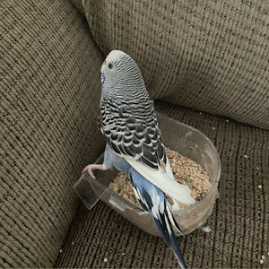 Meet your Posher, Rania